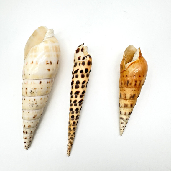Terebra Auger Shell Marlin Spike Maculata Subulata Lot of 3 Beach Decor Aquarium - Picture 2 of 5